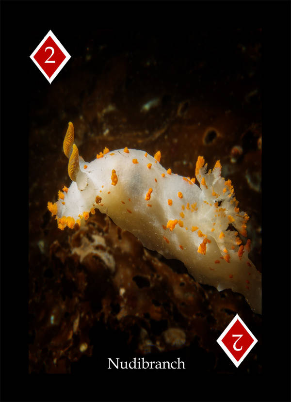 Playing Card - Pacific Northwest Marine Life 2 Diamonds