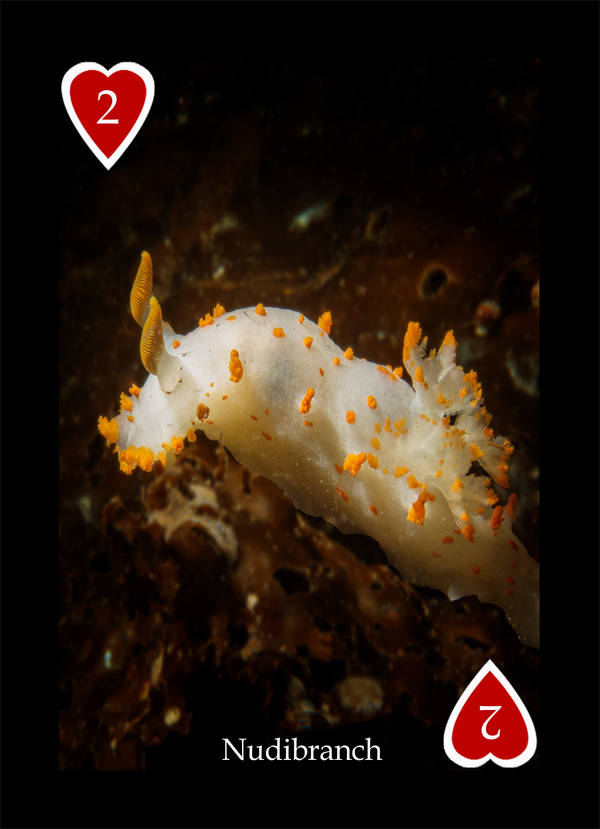 Playing Card - Pacific Northwest Marine Life 2 Hearts