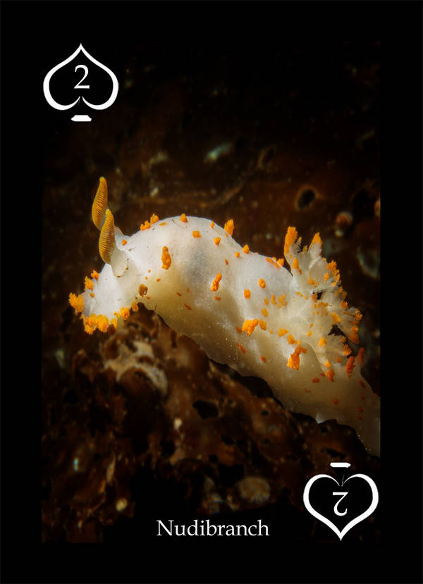 Playing Card - Pacific Northwest Marine Life 2 Spades