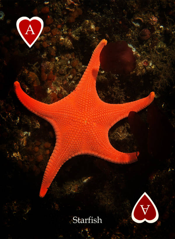 Playing Card - Pacific Northwest Marine Life Ace Hearts