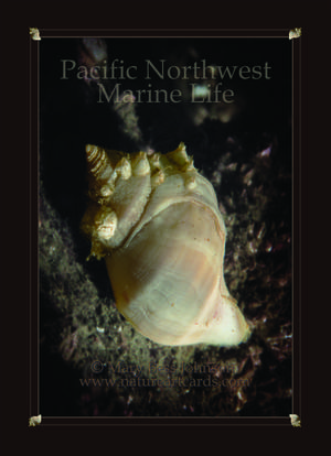 Playing Card - Pacific Northwest Marine Life Back