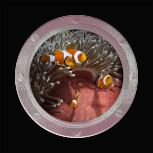 Serving Plate-Three Anemone Fish