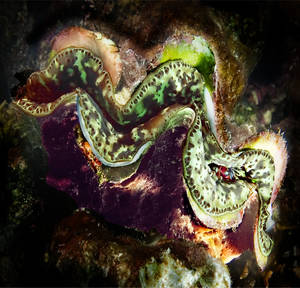 Small Giant Clam/Mottled Mantle (Tridacna maxima)
