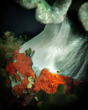 White River Orange Cup Coral (tubastrea sp) on Mushroom Leather Coral – (Sarcophyton sp.)